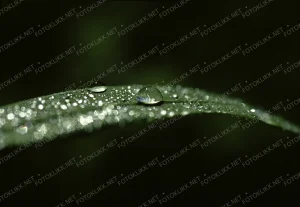 Dew leaf
