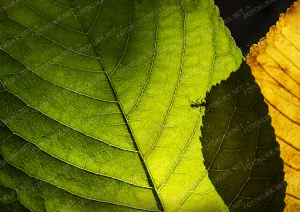 Ant on the leaf