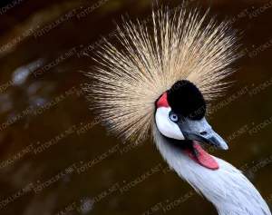 Balearica regulorum