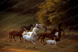 Janos Eifert Galloping Horses