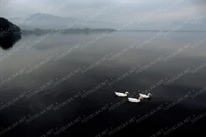 Three ducks