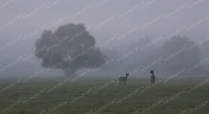 Deers in the fields