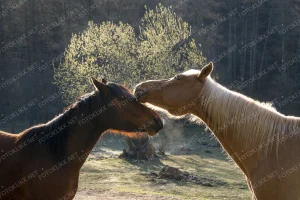 More than friendship