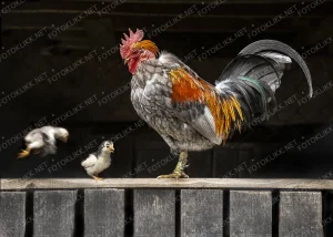 Two chicks on rapport