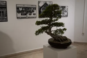 A megnyitón egy bonsai fa is vendégeskedett